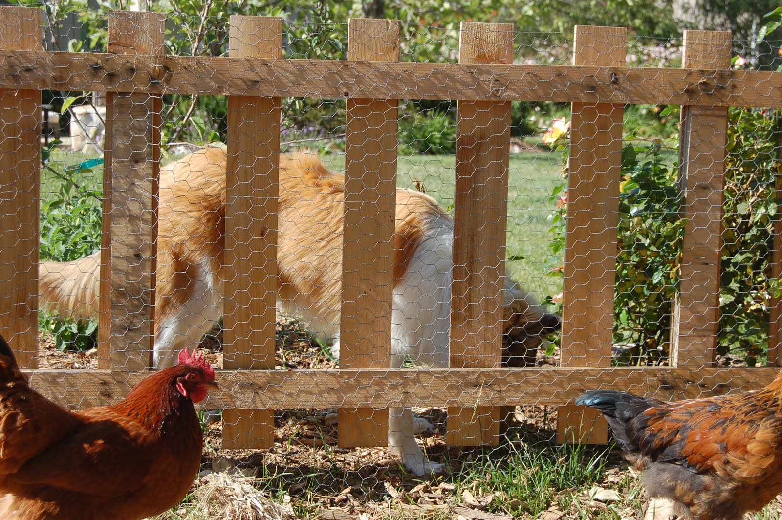 Gracie's Backyard Chickens Chicken Proofing Your Yard