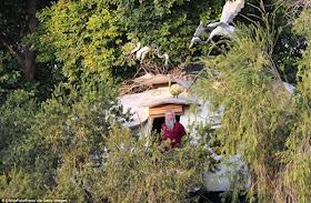 فنان يبني منزلًا على شكل إبريق الشاي في الغابة