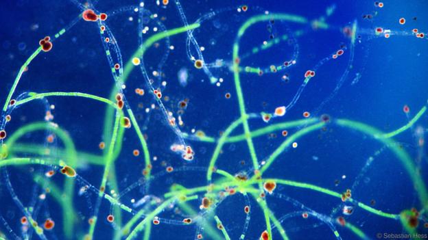 مصاصو الدماء الأصغر على الأرض !