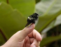 bee hummingbird finger bird eggs fly hummingbirds humming nest fingers hootenanny happy feel its