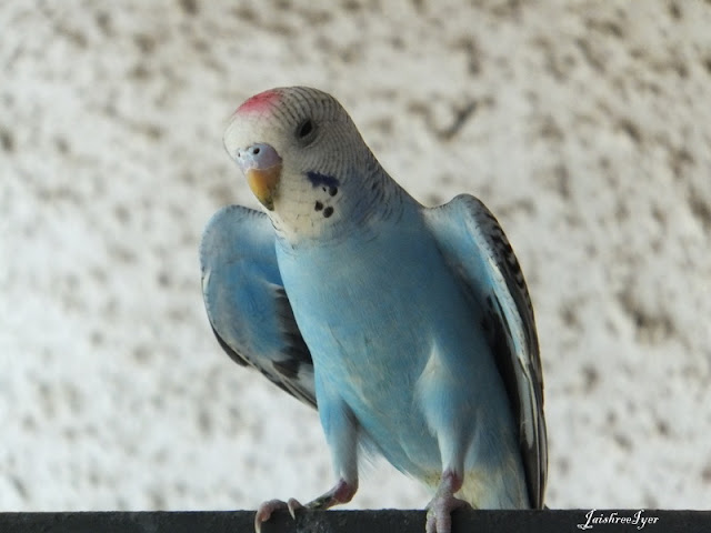my-views-bird-watching-as-my-hobby