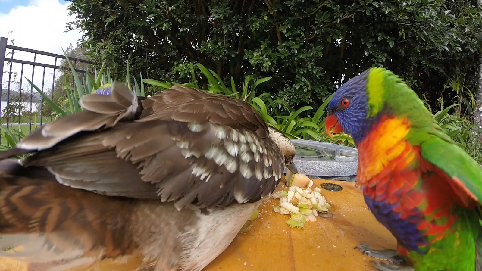 My Burra Family Feeding wild birds. Good or Bad??