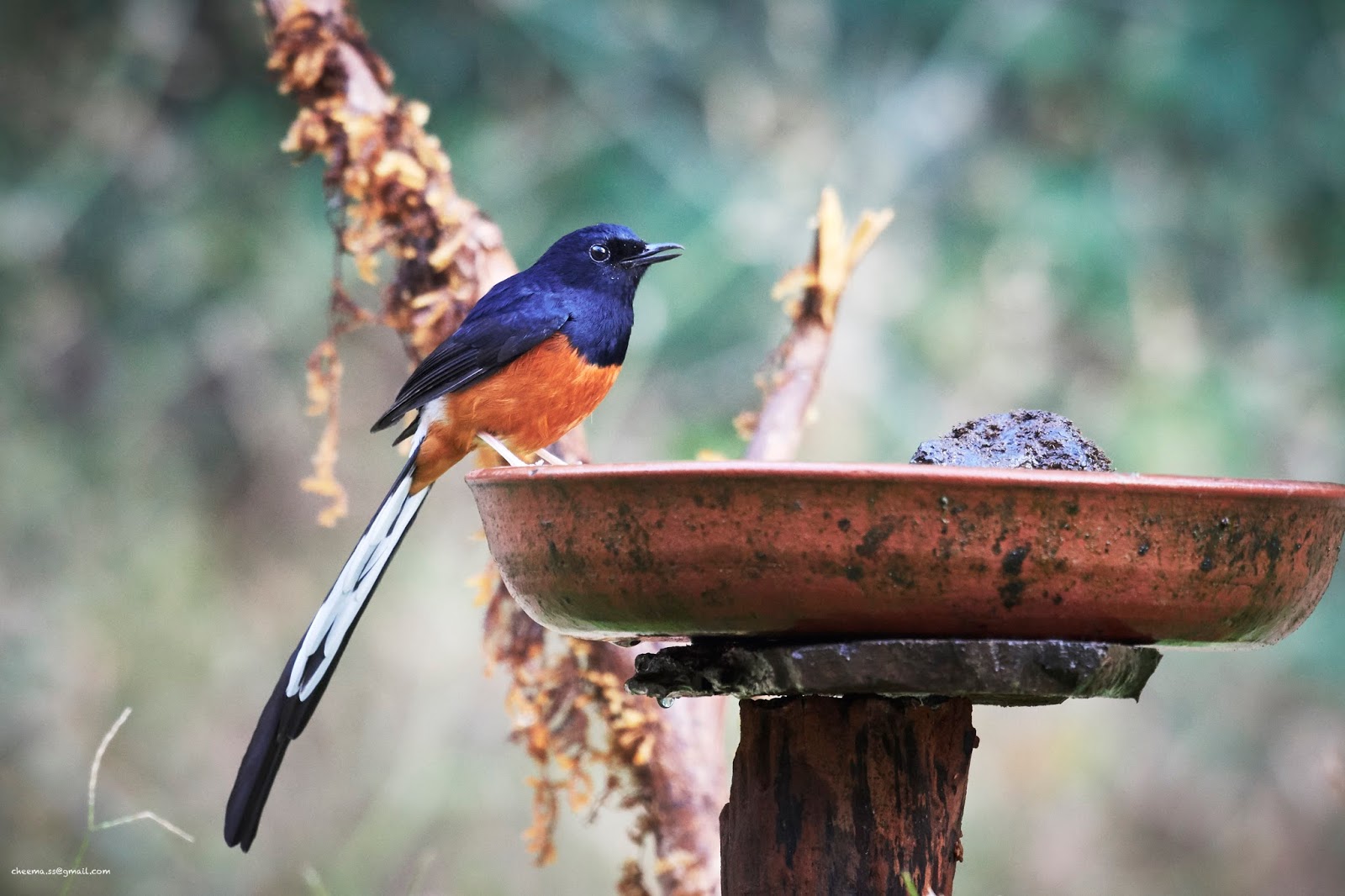 White Rumped Shama Catch Brance In Boskage.The Bird That Call