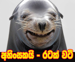 Sinhala-Photo-Comment-102.jpg