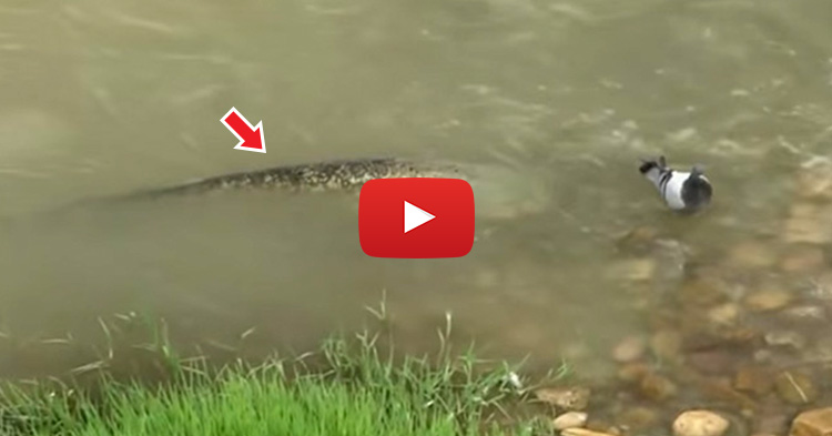 Giant Catfish eats Pigeons by stranding itself near the shore