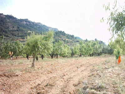 La pileta, camino, pantano de Pena, embalse, finca, almendros, olivos 11