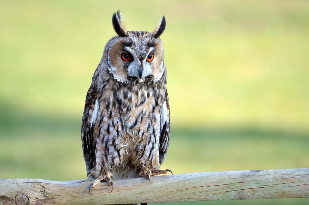 2. Photograph Long-eared owl by Christian Gasche