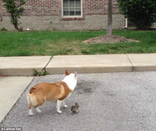 White Wolf : Adorable moment a corgi adopts a tiny wild bunny rabbit ...