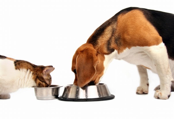 Alimentação vegetariana sem supervisão para pets pode causar doenças graves