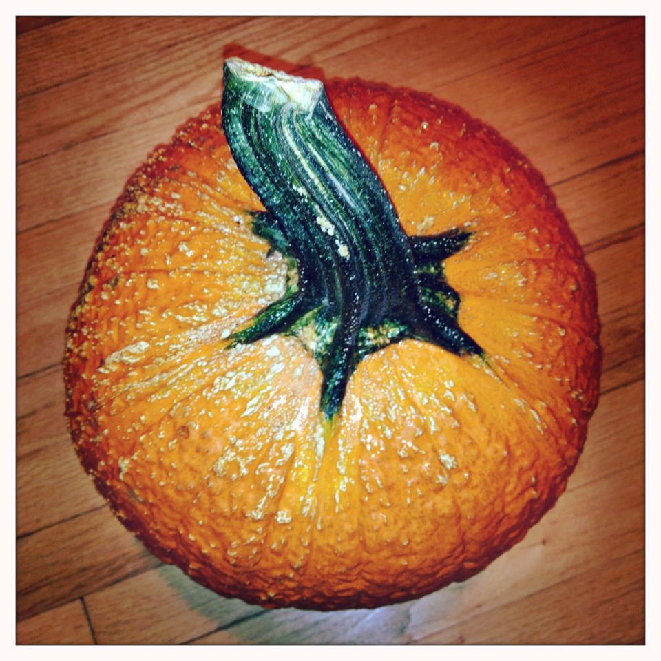 Baking Boy My Bumpy Pumpkin baking-boy-my-bumpy-pumpkin