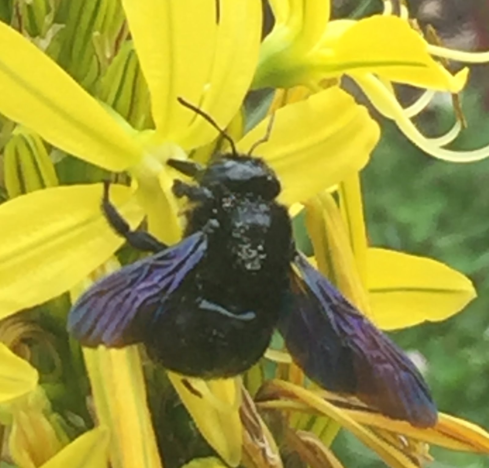 Blaue Holzbiene