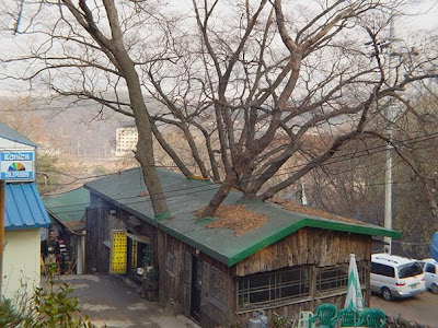 Tree House