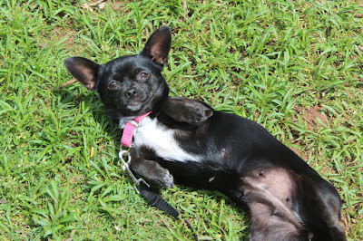Chihuahua Dog Adoption