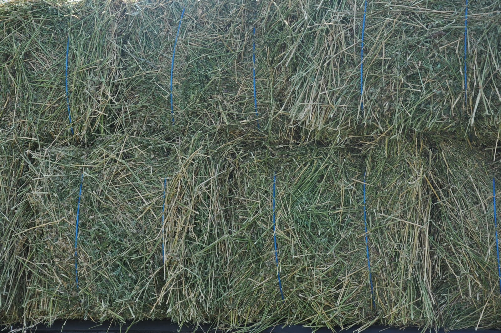 Pink Pony Tales Blue Baling Twine?