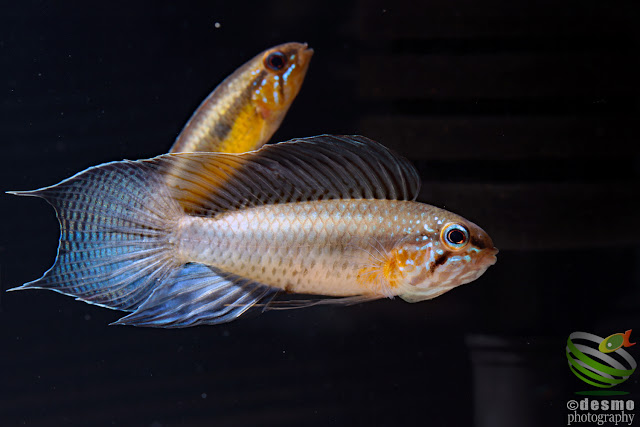 Apistogramma lineata