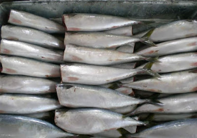 Why Buying Mackerel Hg Fish Product?