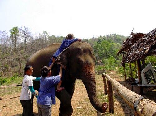 Gajah Miang Pijak Pelatih Di Thailand  PenaMerah