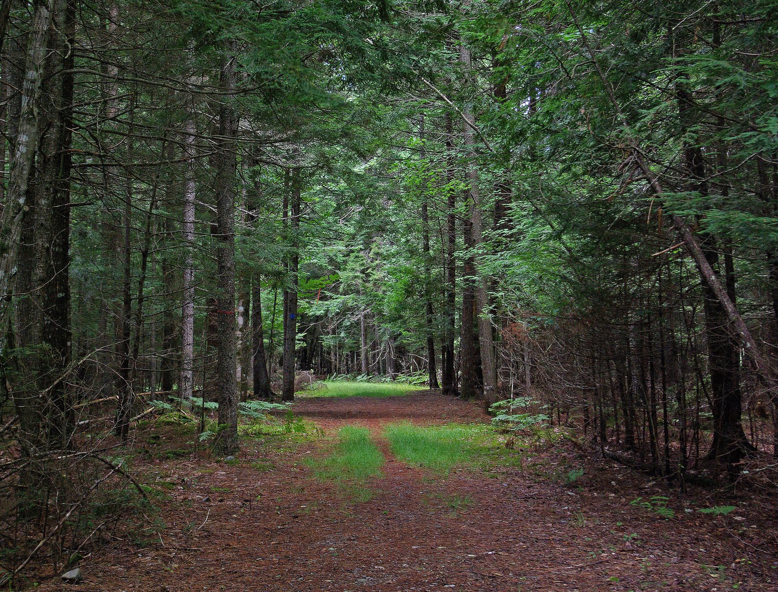 Hiking in Maine with Kelley 7/27/11 U. Maine Forests
