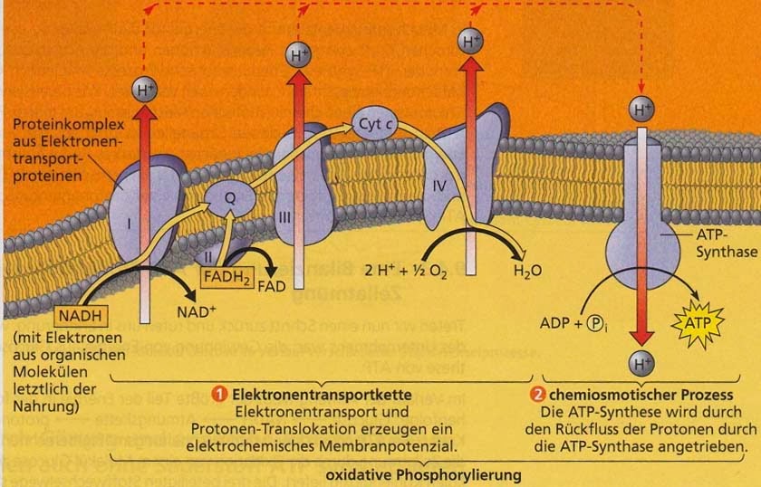 Wo Findet Die Zellatmung Statt Biologie 1: Die Zellatmung (ausführlich)
