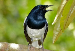 4 Cara Ampuh Mengatasi Burung Kacer Takut Dengan Orang Berfaedah Com