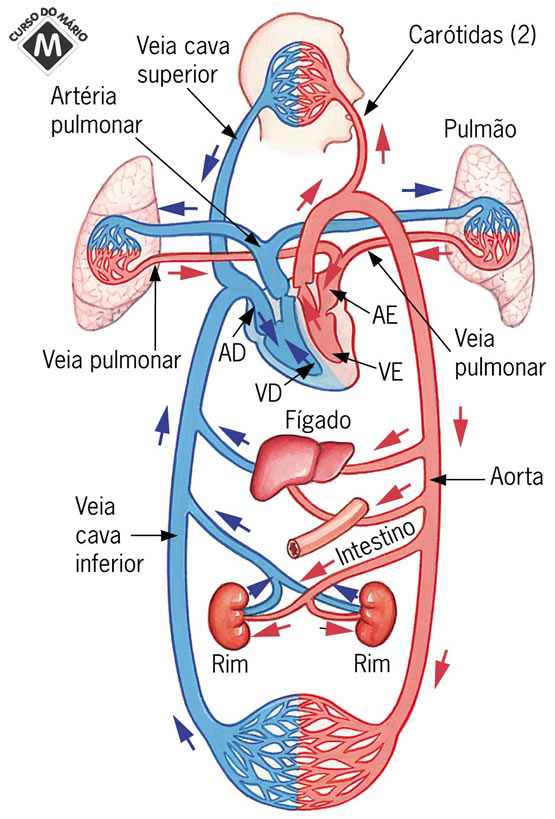Circulação pulmonar