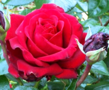 tanaman obat  bunga  mawar untuk  Mengobati dan menyembuhkan 
