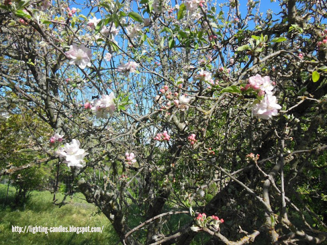 Apple Blossom Time