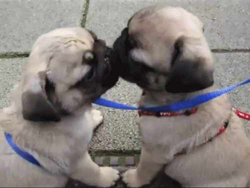 cute kissing