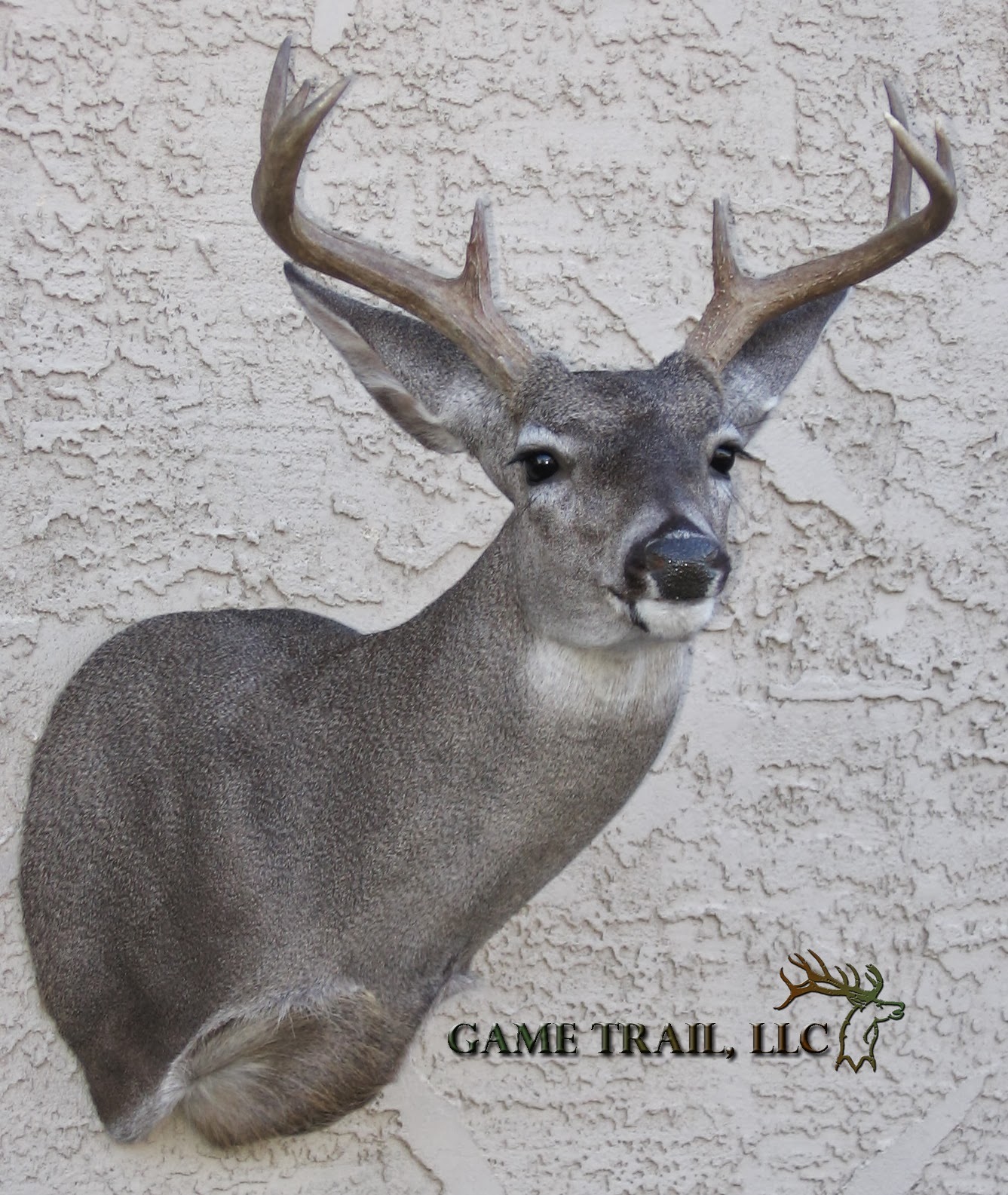 Game Trail Taxidermy Deer Mounts