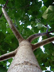 Paulownia Tree