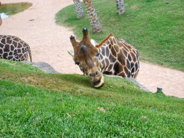 Bioparc Valencia, diciembre 2008 - Paseos Fotográficos Valencia