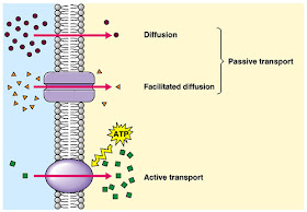 Plant Life Active Transport