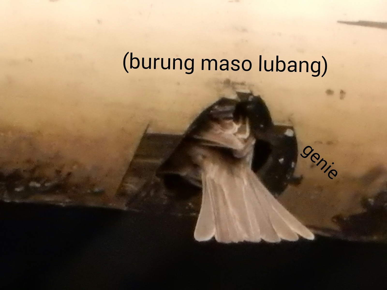 Dewa Dewi 76 Burung Pipit