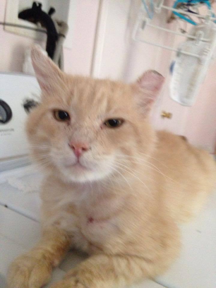 Cat Rescues Needing Food Cat Rescues Needing Food