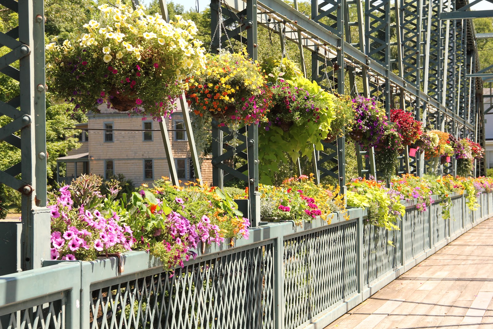 Southwest Daily Images Bridge of Flowers