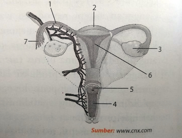 Oogenesis, fertilisasi, dan implantasi zigot, secara berturut-turut