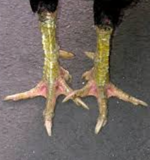  Gambar Kaki Ayam  Bangkok Aduan Asli Gambar  Foto Ayam  