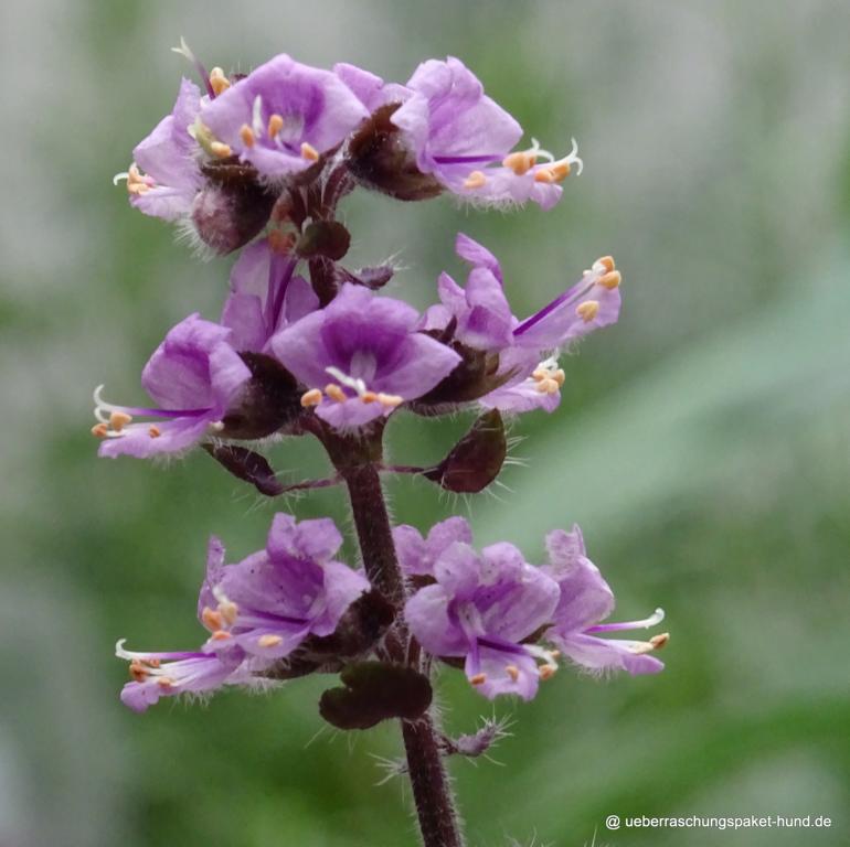 Überraschungspaket Hund ein Hundeblog der zeigt, wie unterschiedlich