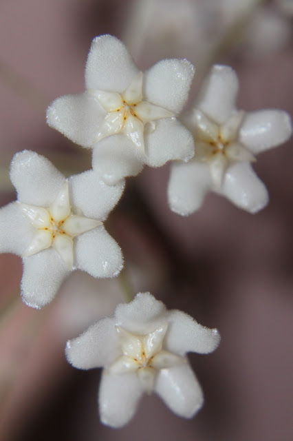 Hoyapassion: Hoya monetteae - kwitnąca premiera