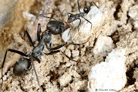 http://fourmis-portugal.blogspot.fr/2016/09/cataglyphis-hispanica.html