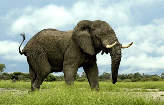 5 Sifat Baik Binatang Ditiru Manusia Sumber Gambar Gajah Mudah