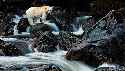 Η Αρκούδα-φάντασμα του Καναδά