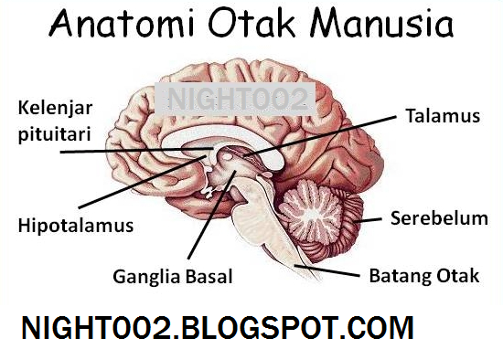Penjelasan Lengkap + Gambar Anatomi / Struktur Tubuh Manusia | NIGHT002