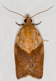 Light Brown Apple Moth, Epiphyas postvittana.  In my computer room in Hayes on 14 August 2012.
