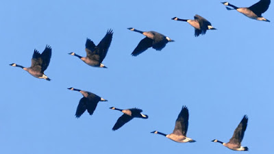 Reflexión de hoy: El vuelo de los gansos