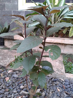 obat tradisional penyakit ambeien