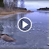 A Moose Falls Through Ice And Starts Drowning. Watch How This Brave Woman Rescues It