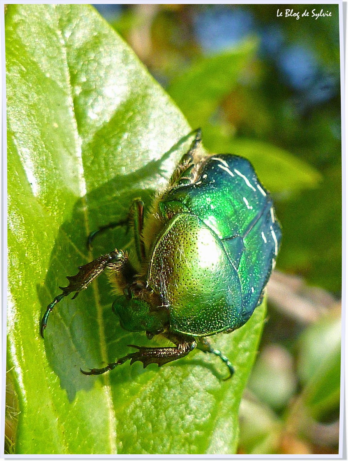 Le Blog de Sylvie Cétoine Dorée