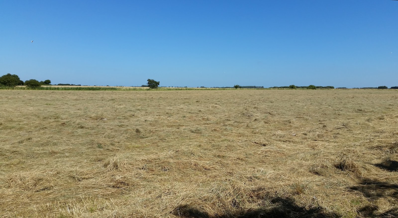 Tales from Swallow Farm Broad Beans Sleeping In A Blankety Bed...