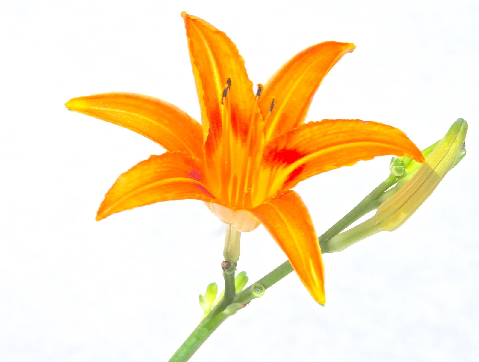 なんくるないさー